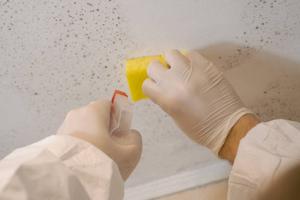 Trusted Advance, MO Mold Removal Experts